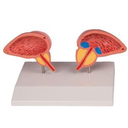 Prostatos modelis, 2 dalių - Erler Zimmer
