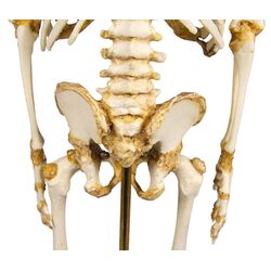 Vaiko skeletas 14–16 mėnesių – Erler Zimmer