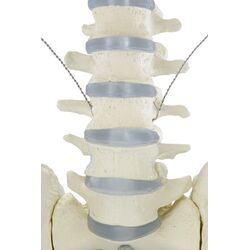 Skeletonas Willi - Erler Zimmer