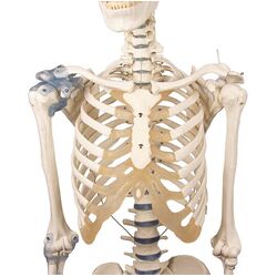 Skeletas Otto su raiščiais - Erler Zimmer