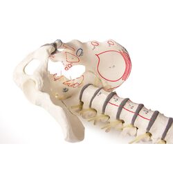 Stuburas su dubeniu ir raumenų žymėjimais - Erler Zimmer