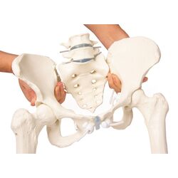 Moteriškas dubuo su kryžkauliu, 2 juosmens slanksteliais ir šlaunikaulio kelmais, lankstus - Erler Zimmer