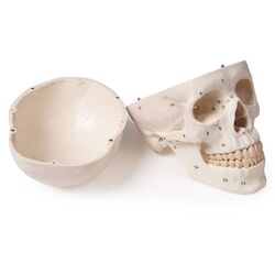 Kaukolės modelis iš 3 dalių sunumeruotas - Erler Zimmer