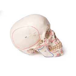 Kaukolės modelis iš 3 dalių, su raumenų žymėjimu - Erler Zimmer