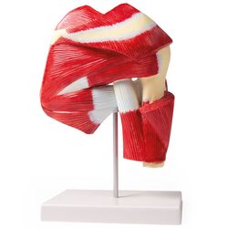 Peties modelis su giliuoju raumeniu - Erler Zimmer