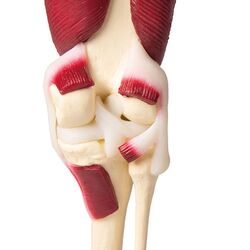 Kelio sąnarys natūralaus dydžio su raumenimis - Erler Zimmer