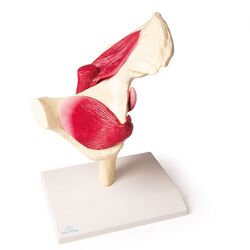 Klubo sąnarys natūralaus dydžio su raumenimis – Erler Zimmer