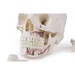 Kaukolė, 14 dalių, prabangus demonstracinis modelis - Erler Zimmer