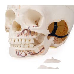 Vaiko kaukolė, 14 dalių, prabangus demonstracinis modelis - Erler Zimmer