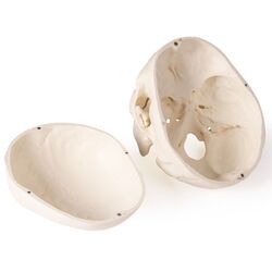 Kaukolės modelis odontologijai ir burnos chirurgijai, 5 dalys – Erler Zimmer