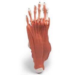 Pėdos raumenys ir sausgyslės - Erler Zimmer