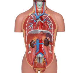 Miniatiūrinis torsas 16 dalių dviejų lyčių - Erler Zimmer