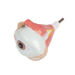 Torso modelis su atvira nugara, 27 dalių, dviejų lyčių - Erler Zimmer