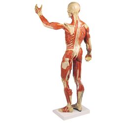 Raumenų figūra 1/3 natūralaus dydžio - Erler Zimmer