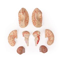 Smegenų modelis, 9 dalių, su arterijomis - Erler Zimmer