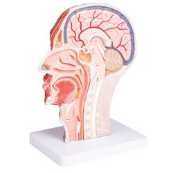 Pusė galvos, tikro dydžio - Erler Zimmer