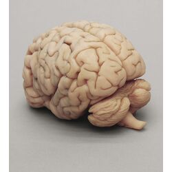 Žmogaus smegenys, daugialypiai priekiniai pjūviai - Erler Zimmer