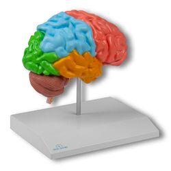 Regionaalinis smegenų modelis, pusė natūralaus dydžio - Erler Zimmer