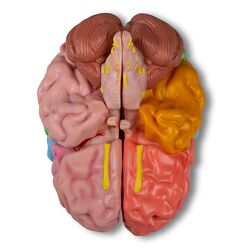 Funkcinis ir regioninis smegenų modelis, natūralaus dydžio, 5 dalys - Erler Zimmer