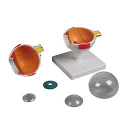 Akių modelis, 4 kartus padidintas, 6 dalys - Erler Zimmer