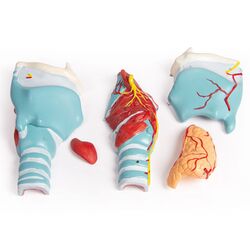 Gerklų modelis, 2 kartus padidintas, 5 dalys - Erler Zimmer