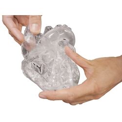 Širdies modelis, lanksti didaktinė versija - Erler Zimmer