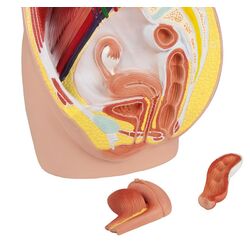 Moteriškas dubuo natūralaus dydžio, 3 dalių - Erler Zimmer