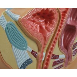 Moters dubens pjūvis, sumažintas dydis - Erler Zimmer