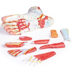 Pėdos anatomija, 9 dalys - Erler Zimmer