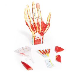 Regioninė rankos anatomija, 7 dalys - Erler Zimmer