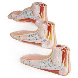 Miniatiūrinių pėdų rinkinys - Erler Zimmer