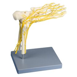 Neuro pėda - Erler Zimmer