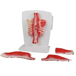Nugaros raumenų modelis, 4 dalių - Erler Zimmer