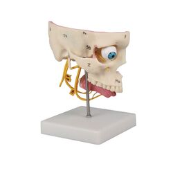 Specialiosios juslės – Erler Zimmer