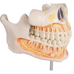 Nuolatinių dantų modelis - Erler Zimmer