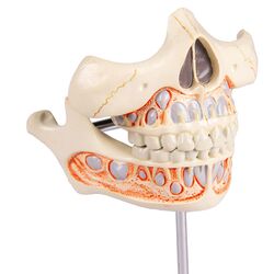 Pieno dantų modelis - Erler Zimmer