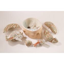 Galvos pagrindas su 7 dalių smegenimis - Erler Zimmer