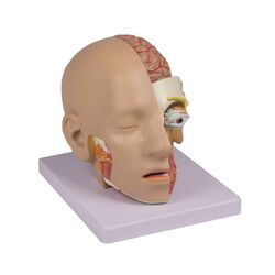 Galvos modelis, 4 dalys - Erler Zimmer