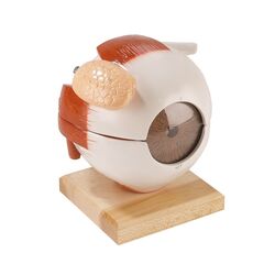 Akis obuolys su funkcionaliu lęšiu, 6 kartus didesnis, 5 dalių - Erler Zimmer