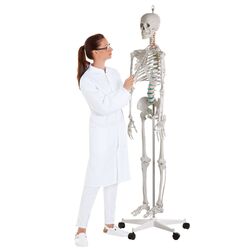 Didaktinis skeletas „Oscar“ - Erler Zimmer