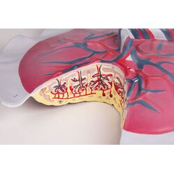 Placentinė kraujotaka – Erler Zimmer